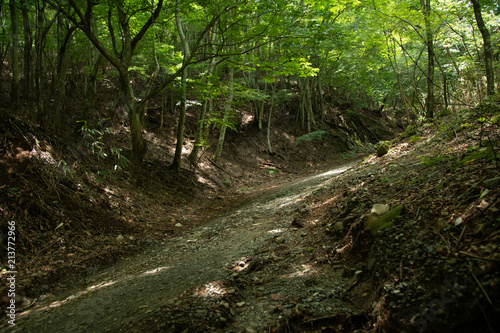 190716_woodlandpath_2