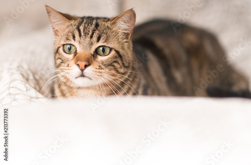 Fototapeta Naklejka Na Ścianę i Meble -  Beautiful domestic cat at home
