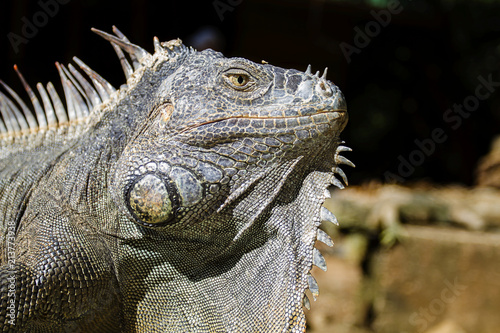 Portrait of a grey iguana