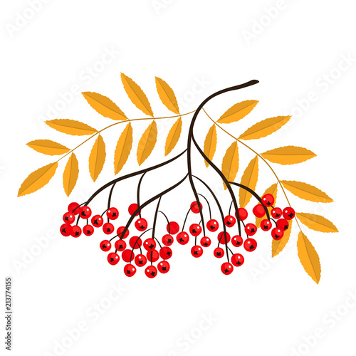 Rowan branch. Red berries with yellow leaves. Vector illustration on white background