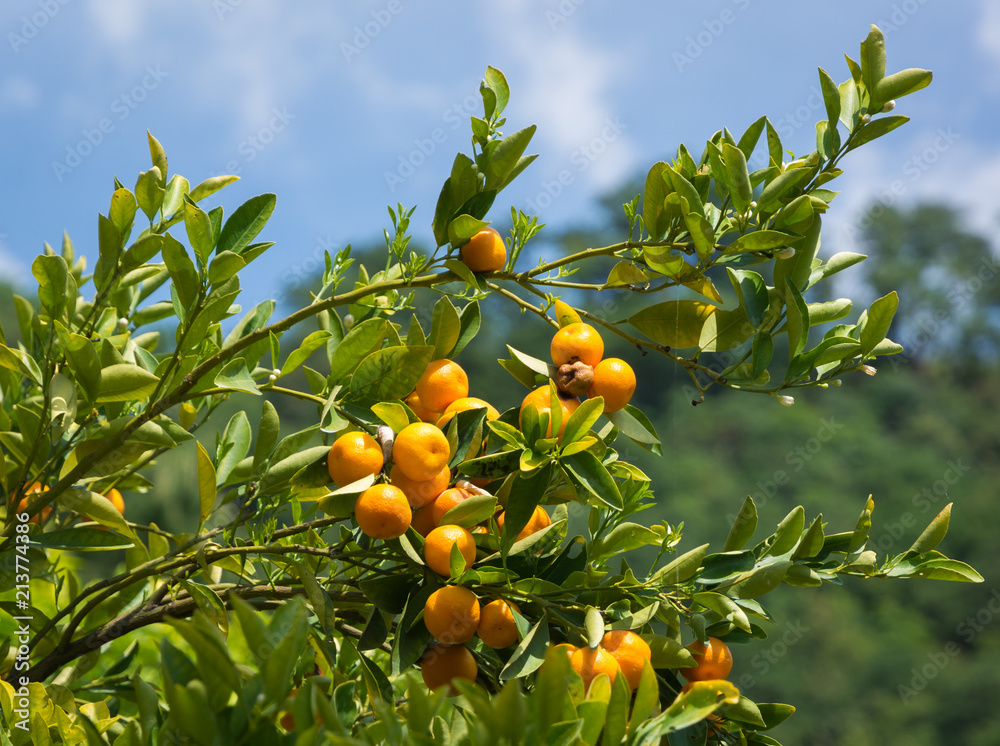 Mandarin orange tree (citrus reticulata) and the blurred background ( Mandarin orange tree (citrus reticulata) and the blurred background (