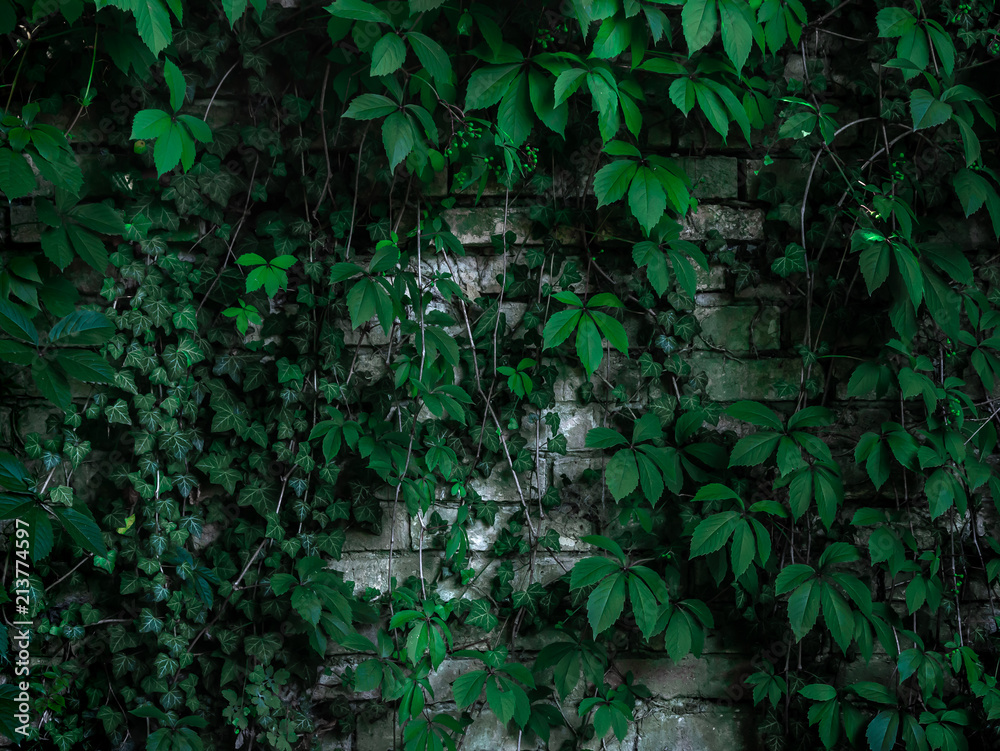 ivy overgrown brick wall, different type of green climbing plants 20mpx