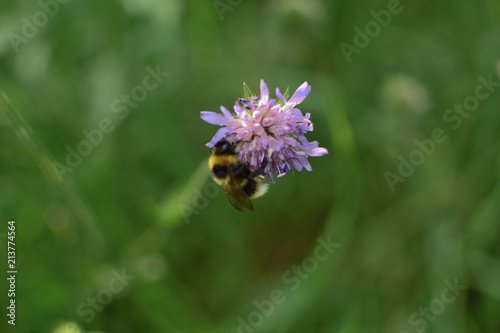 Closeup of a yellow and black bumblebee sits on the purple flower of the field, on the soft green blurred background
