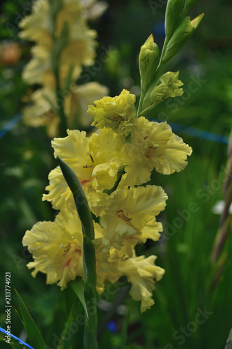 Flower Yellow Gladiolus on a blurred background