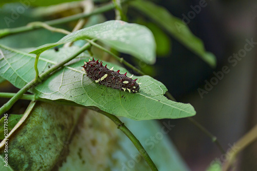 Parides anchises photo