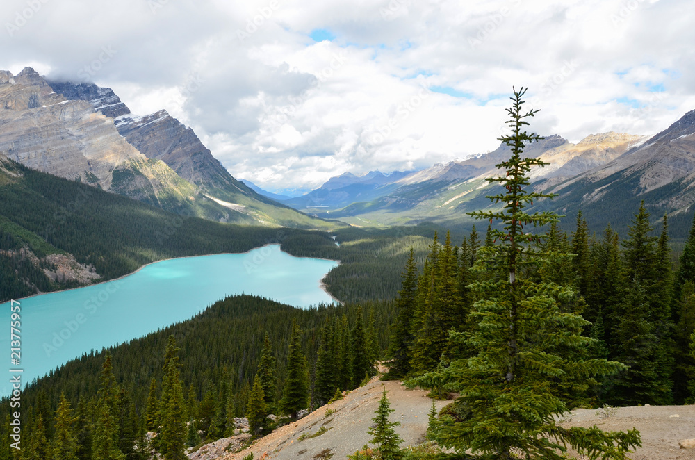 Cloudy Peyto Lake Tree