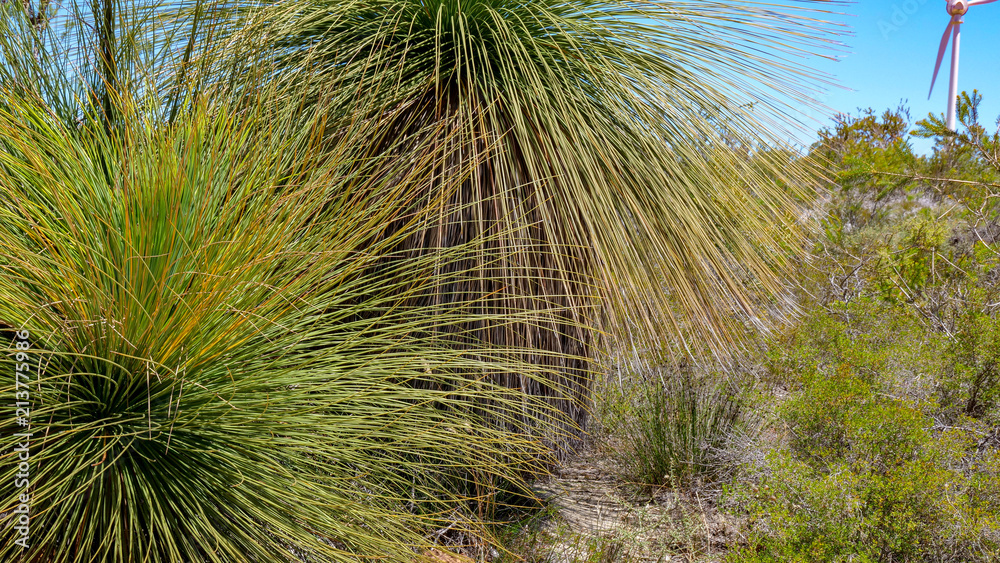Australian Grass Tree Australian Grass Tree