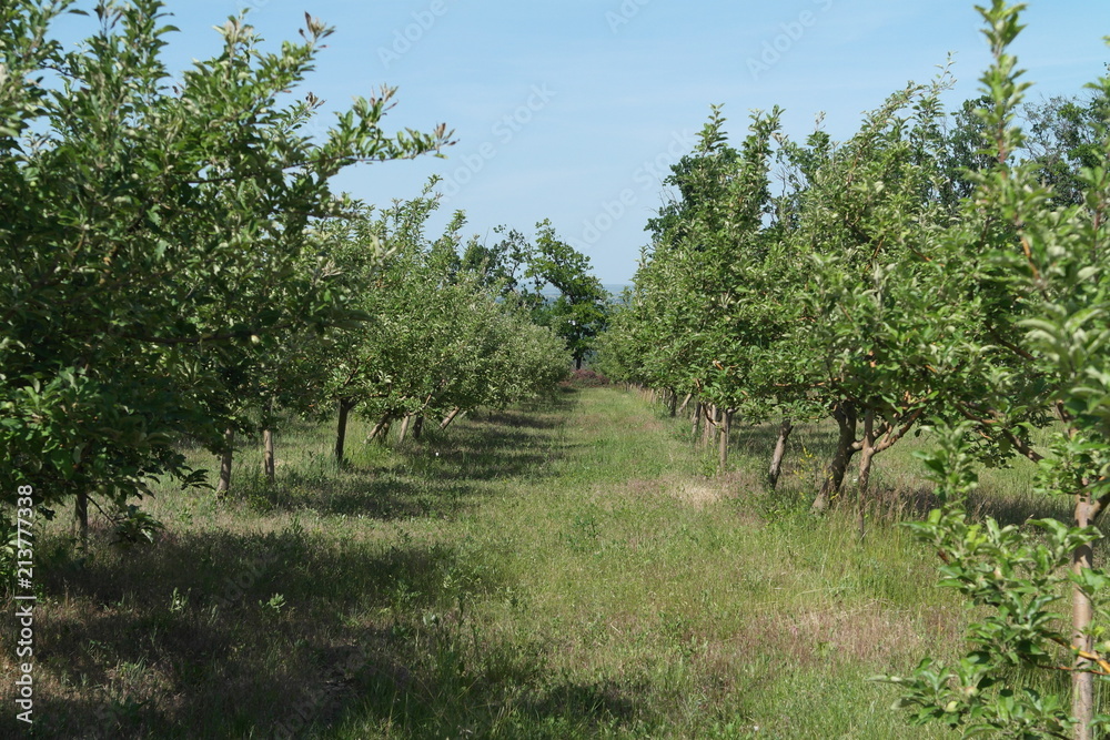 Fototapeta premium Apple orchard. summer