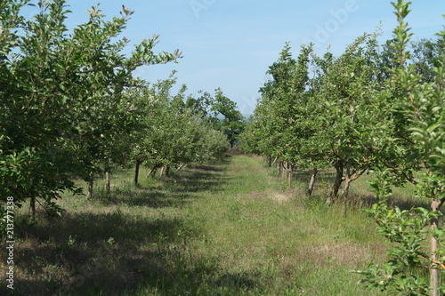  Apple orchard. summer © Ирина Белокурова
