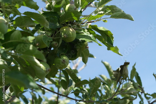  Apple orchard. summer