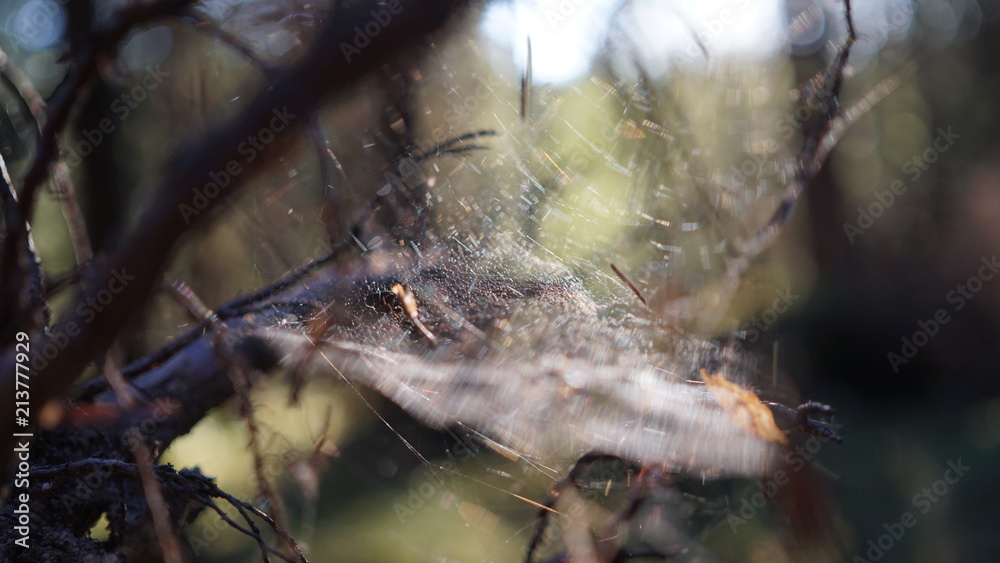 Norwegian spider web