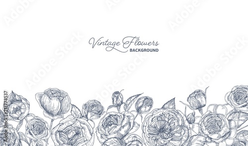 Elegant horizontal backdrop decorated with Austin or English rose flowers hand drawn with contour lines on white background at bottom edge. Floral monochrome decorative vector illustration.