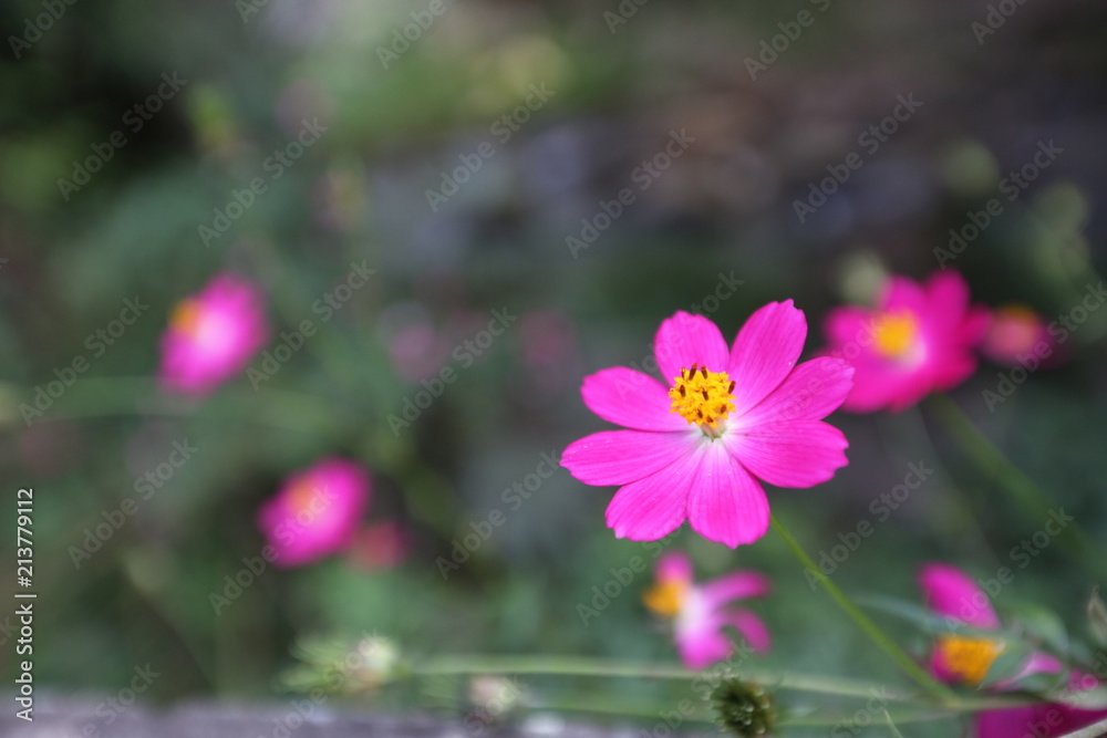 Pink flower Sulfur Cosmos Pink flower Sulfur Cosmos