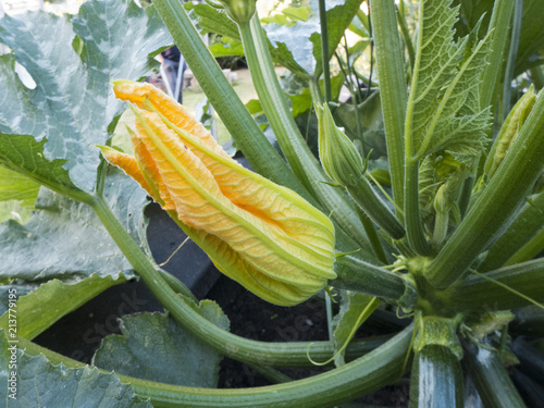 Dieses Jahr ist ein gutes Jahr für Zucchini, diese wachsen in einem Hochbeet in meinem Garten. photo