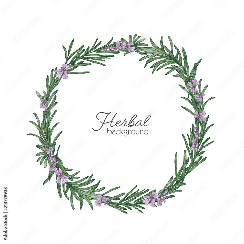 Round natural backdrop or wreath made of rosemary hand drawn on white background. Decorative frame consisted of beautiful aromatic culinary herb. Colorful botanical realistic vector illustration.