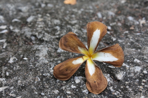 beautiful plumeria flower