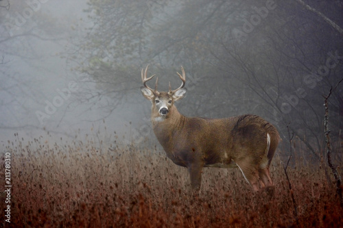 Foto White-tailed deer buck with huge neck in the early morning fog standing in a mea