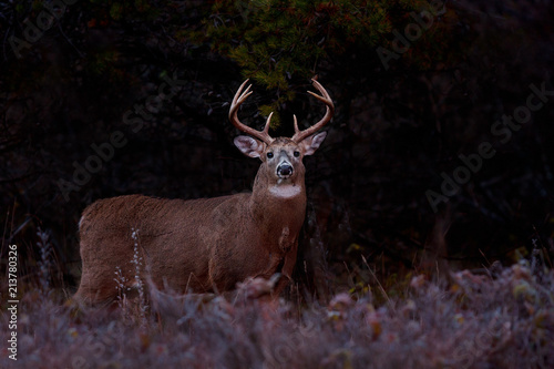 White-tailed deer buck with huge neck in the early morning light standing in a meadow in autumn rut in Canada 