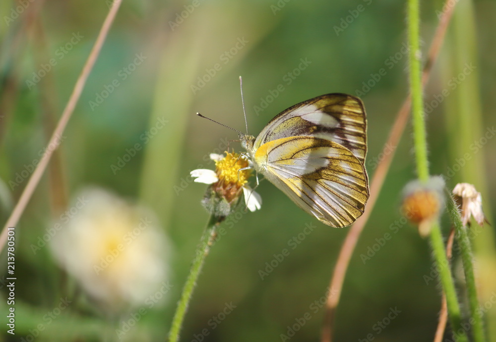 Fototapeta premium close up beautiful butterfly in fresh nature