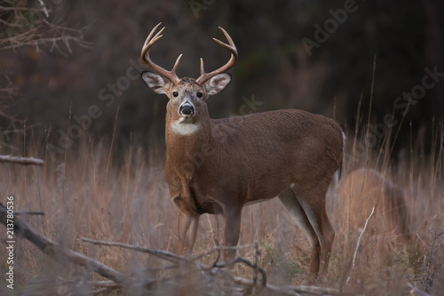 White-tailed deer buck standing in a meadow in the autumn rut in Canada