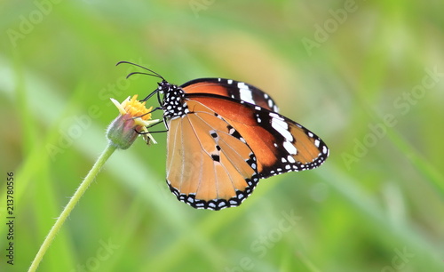 close up beautiful butterfly in fresh nature © changephoto