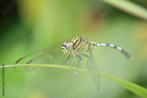 close up beautiful dragonfly in fresh nature © changephoto