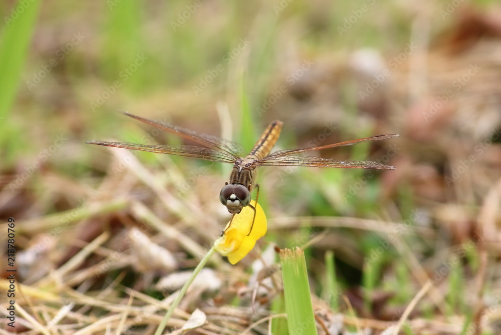 close up beautiful dragonfly in fresh nature close up beautiful dragonfly in fresh nature