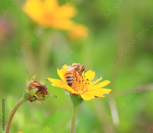 close up beautiful bee and flower in nature