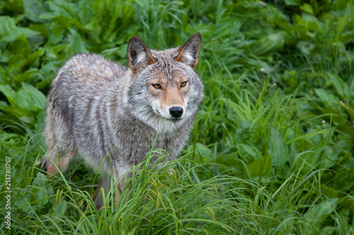 A lone Coyote standing in a grassy green field in springtime in Canada