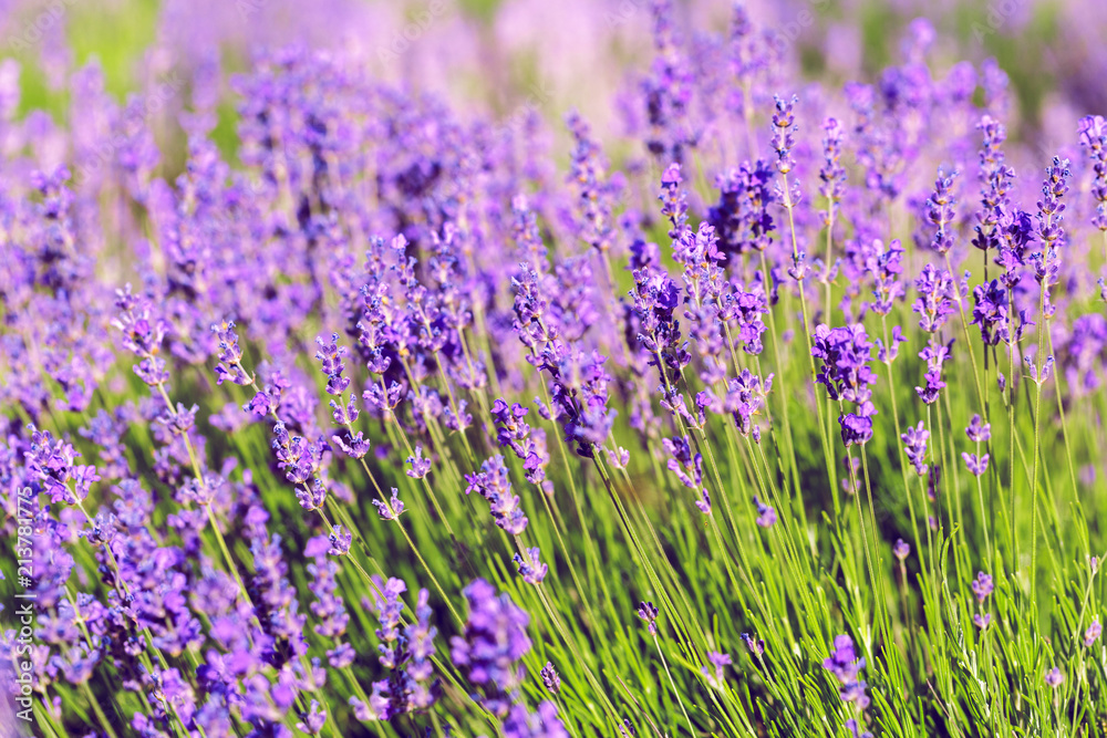 Lavender Field in the summer