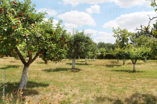 apple trees orchand