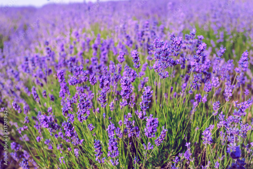 Naklejka premium Lavender Field in the summer