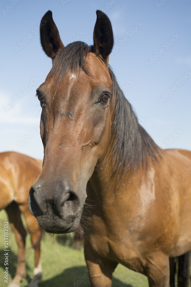 Obraz premium Horse on the meadow at animal shelter.