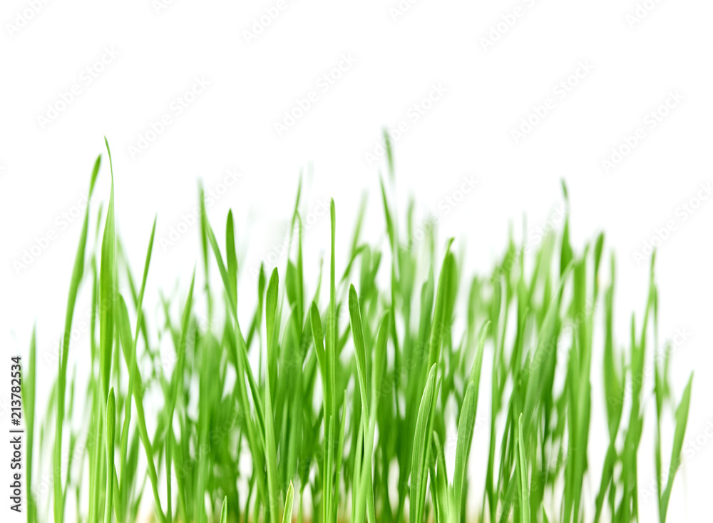 Naklejka Świeża wiosenna zielona trawa z kroplami rosy, kiełkowanie pszenicy, izolowana na białym tle
