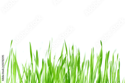 Fresh spring green grass with drops of dew, germination of wheat, isolated on white background