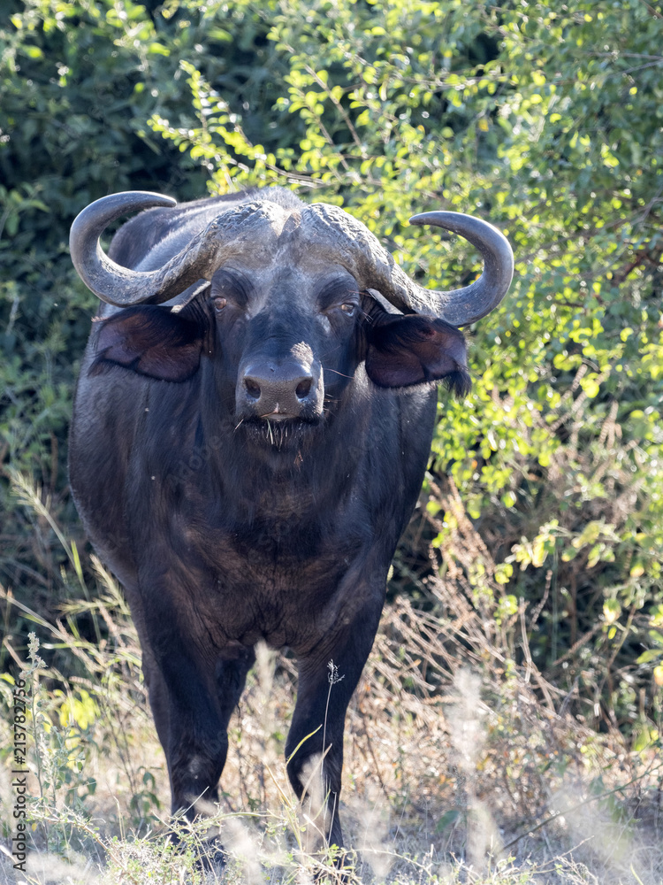 Big buffalo bull, Syncerus c.caffer, Chobe National Park, Botswana Big buffalo bull, Syncerus c.caffer, Chobe National Park, Botswana