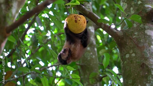 Rio De Janeiro Tijuca Forrest Brazil Nature