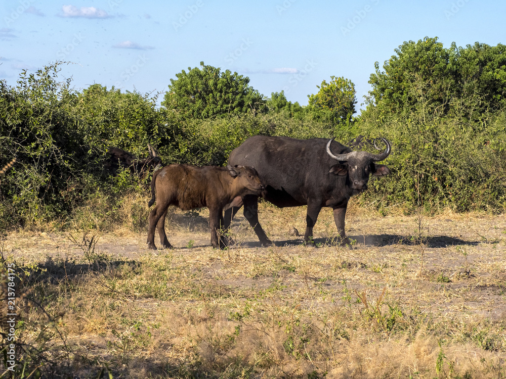 African Buffalo, Syncerus c.caffer, Chobe National Park, Botswana African Buffalo, Syncerus c.caffer, Chobe National Park, Botswana