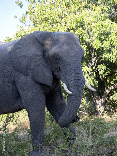 African elephant, Loxodonta africana, Chobe National Park, Botswana