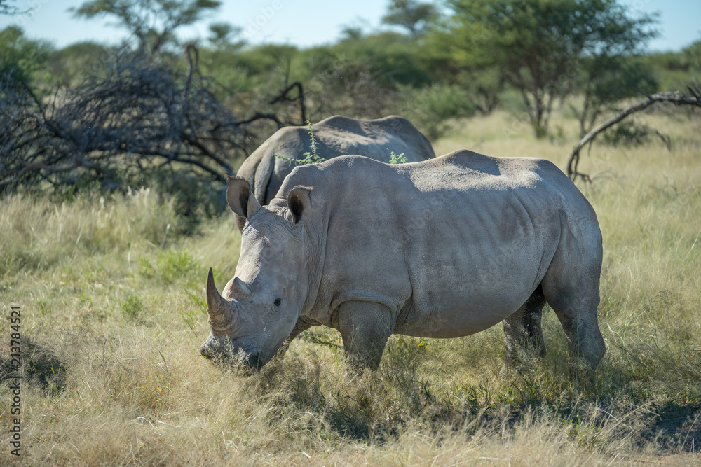 Rhino at the africa landscape
