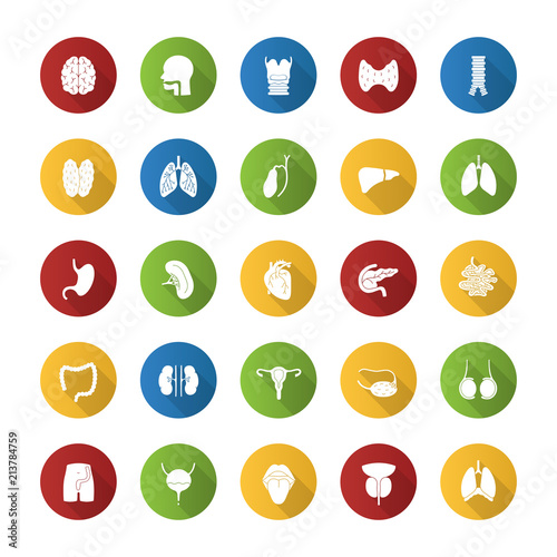 Internal organs flat design long shadow glyph icons set