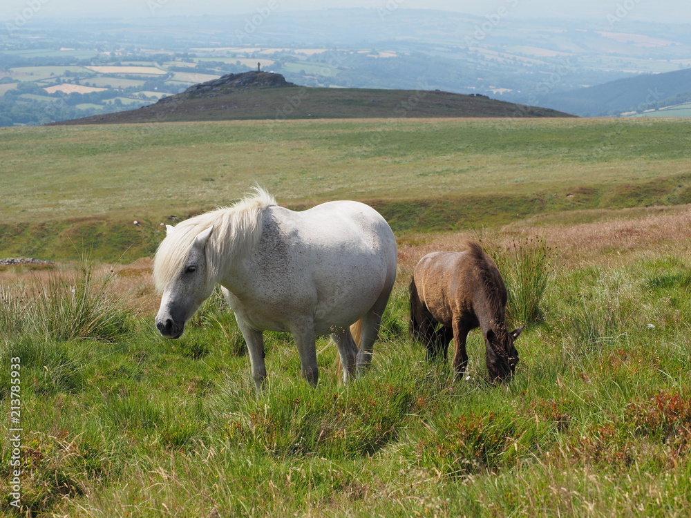 Obraz premium Wild ponies overlooking Brat Tor and Widgery Cross, Dartmoor National Park, Devon, UK