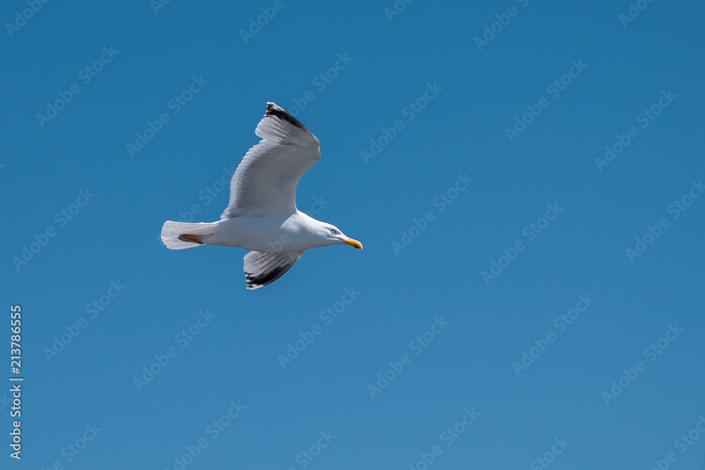 Obraz premium seagull 5