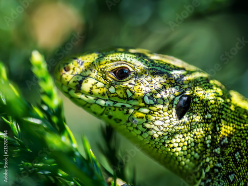 Male Lacerta Agilis Sand Lizard Reptile Animal Macro Close-up Portrait