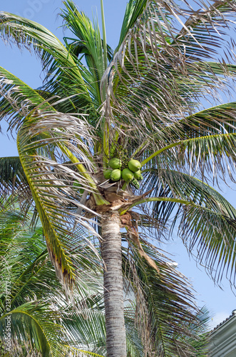 Coconut trees near swimming pool. Palm  grass