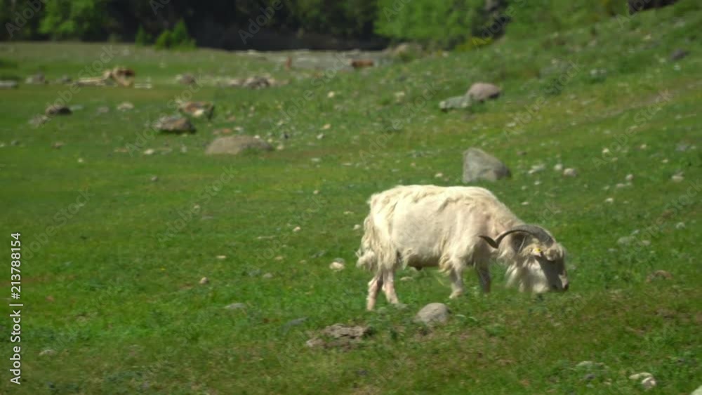 Cows walk on a green grass. Mountain landscape.