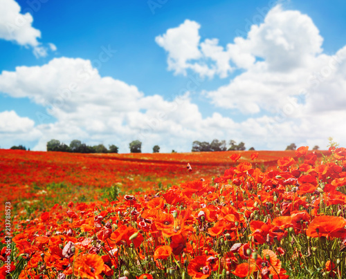 Fototapeta Naklejka Na Ścianę i Meble -  Blooming poppies on field with white fluffy clouds.