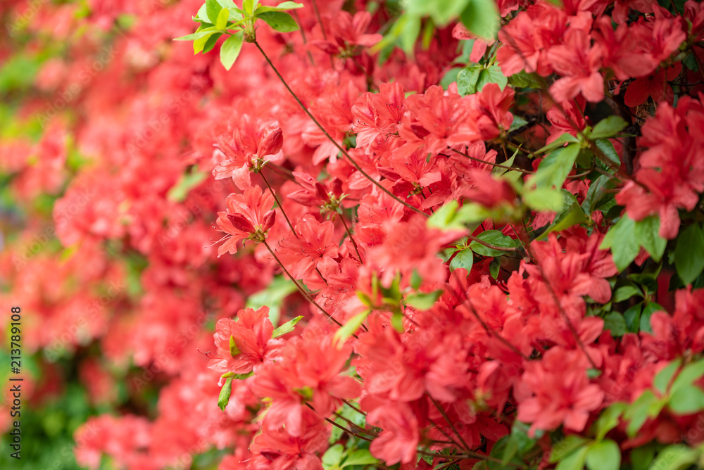 ヤマツツジの花 ヤマツツジの花