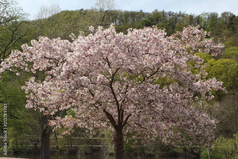 Kirschbluete Roseninsel Bad Kreuznach