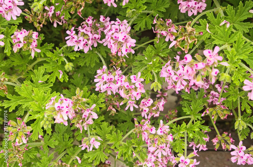 Light Pink Rose geranium or Sweet scented geranium (Pelargonium graveolens) in the garden. Citrosa geranium flowers or Prince of Orange geranium (Pelargonium citrosum) use as Mosquito Repellent Plants